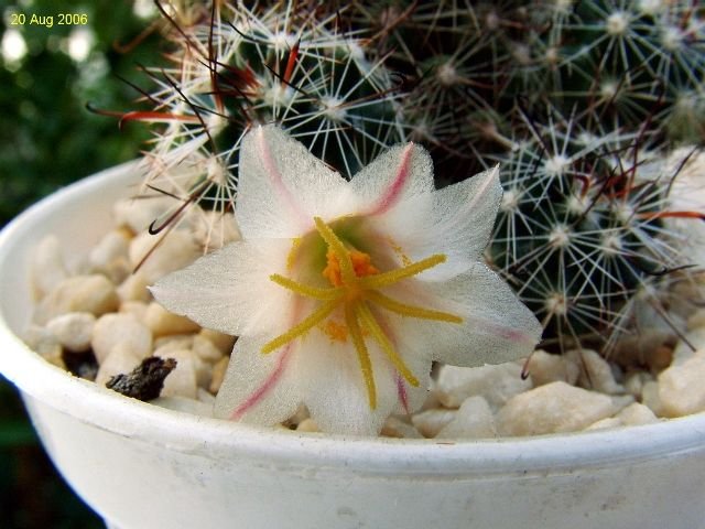 Mammillaria_ hutchisoniana _ssp.louisiae_ 09